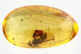Detailed Fossil Dagger Fly (Empididae) In Baltic Amber #296976-1